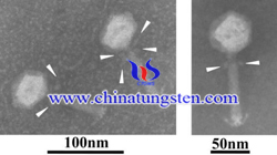 potassium phosphotungstate negatively staining image